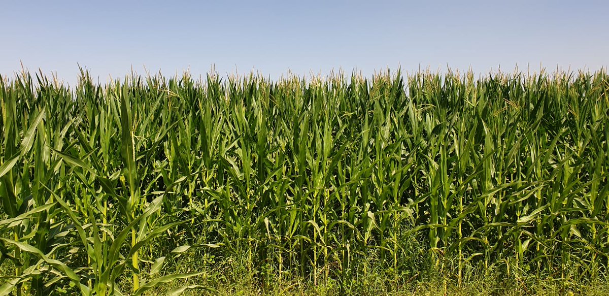 Adoption of efficient drip irrigation technologies accompanied by good management practices enhances water uniformity and distribution efficiency which accordingly will increase crop production.