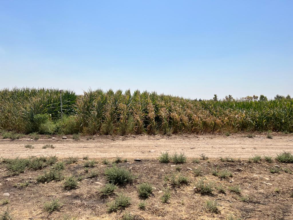 Ecoconsultjo's tweet photo. Adoption of efficient drip irrigation technologies accompanied by good management practices enhances water uniformity and distribution efficiency which accordingly will increase crop production. https://t.co/AiPS02Cc5i