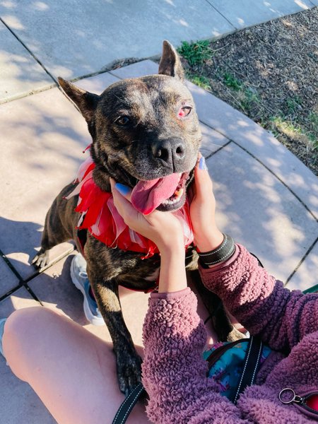 #Dog #Scrumptious_CCSTCA_01 I love you ❤️💕😘  getpet.info/Scrumptious_CC…