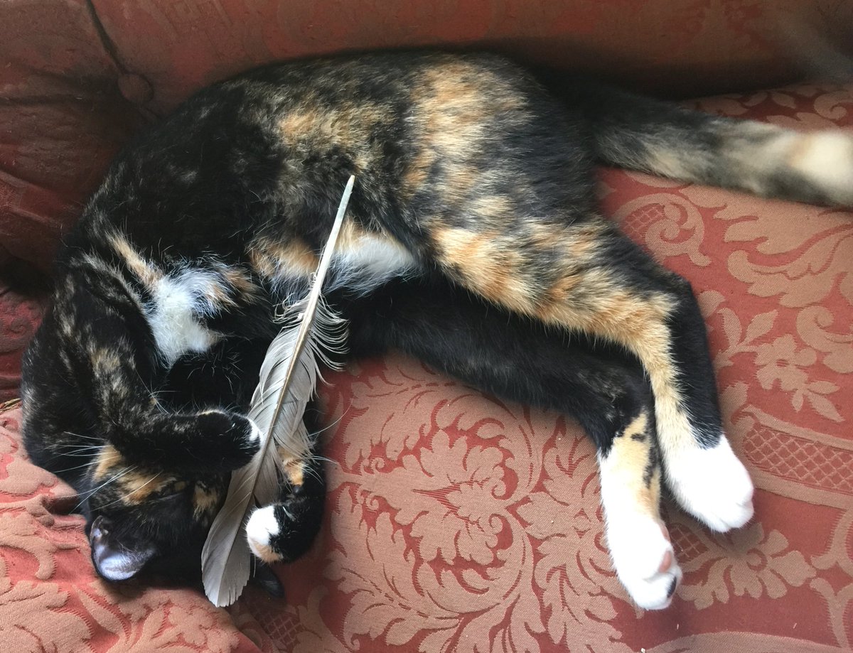 rescuecatlife's tweet photo. https://t.co/Qylr1PzvXR