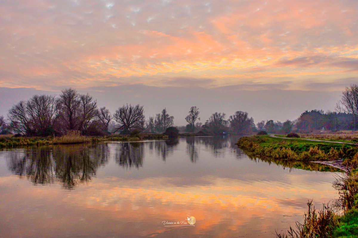 Veronica in the Fens 🧚🏼‍♀️ My Heart in Nature tweet media