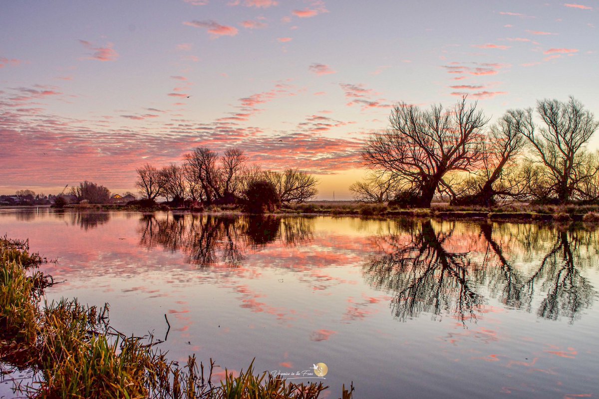 Veronica in the Fens 🧚🏼‍♀️ My Heart in Nature tweet media