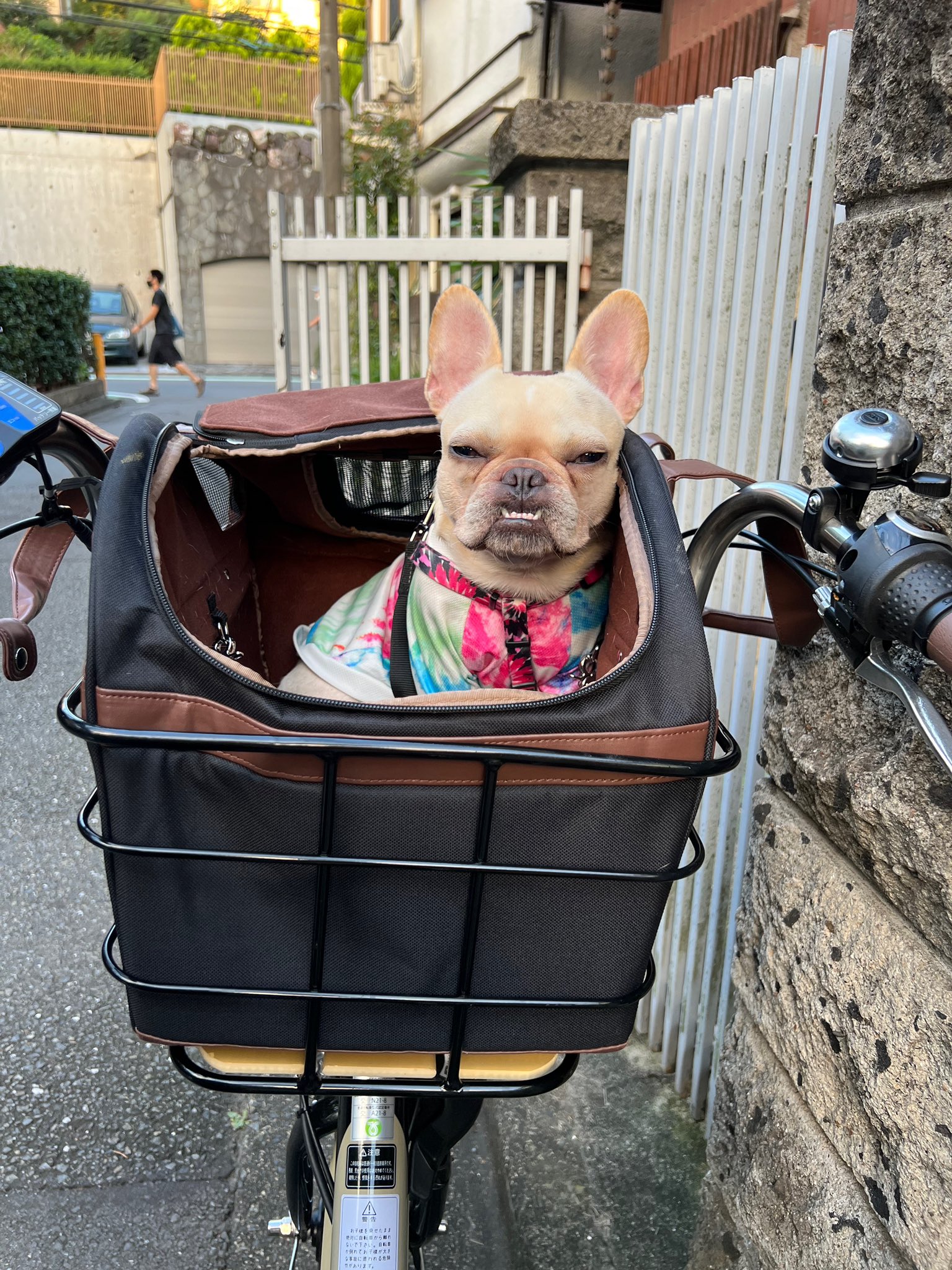 ブス犬 Twitter Search Twitter