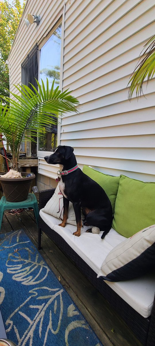 Kate29153461's tweet photo. @BrittanyBabc7 Our girl, Rosey enjoying her  garden! https://t.co/2qft37dcdl