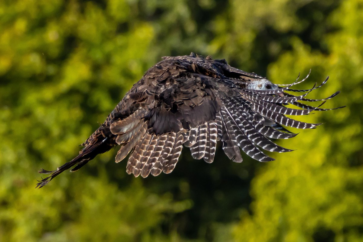 BrookeBecoming's tweet photo. Wild Turkey in flight. Every time I get a bird in flight I feel like I improve a little bit more! 📸❤️

#TwitterNatureCommunity #TwitterNaturePhotography #canonphotography https://t.co/lo56lqE2Id