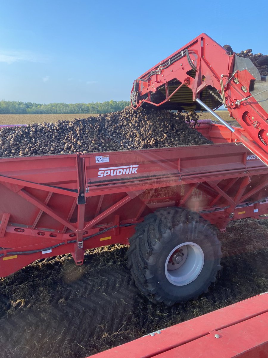 Pretty happy with the E3 Russet seed harvest so far despite the shorter season due to late planing this spring