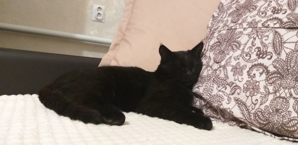 Mishany171's tweet photo. Мой любимый вечно спящий кошкатун. Он всех поздравляет с #happycatmonth. Жду не дождусь, когда смогу сминитить ее IguVerse NFT #iguverse https://t.co/Q9fjwOM2gq