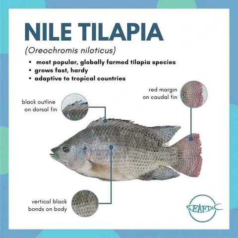 PRACAquatics's tweet photo. Make Fish Farming Easy and Fun, know the type of Fish you can consider for your farm with Prac Aquatics limited.For consultancy and rearing system construction (Pond or cage,etc) services and all Agriculture inputs
Call +256700339000 or
WhatsApp +256701972215  #fishfarming https://t.co/XbSPJG2D5y