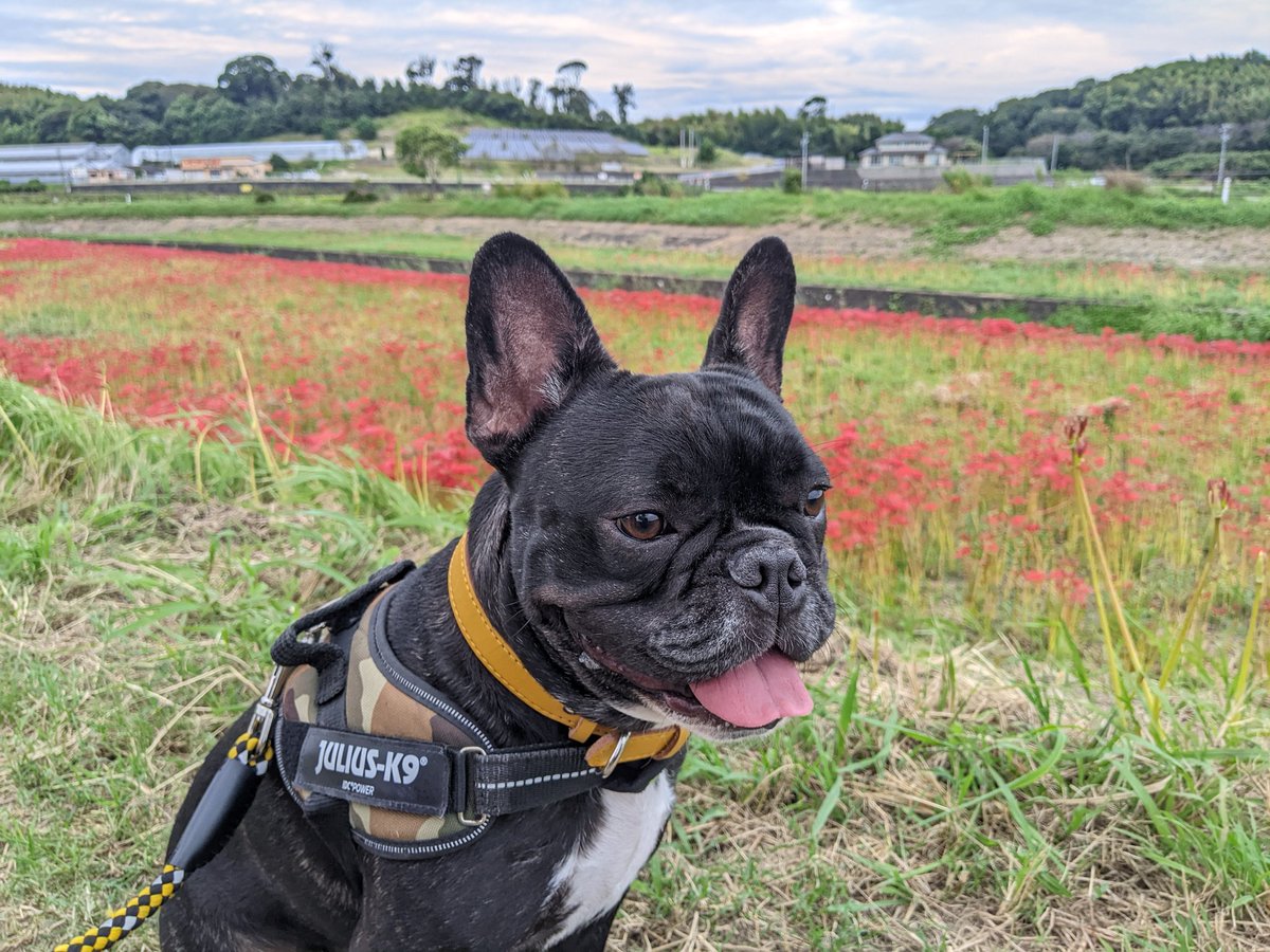 3132502Diamond's tweet photo. 矢勝川の彼岸花  一部分のみ咲いてたけど、、、 https://t.co/59ryStHmPR