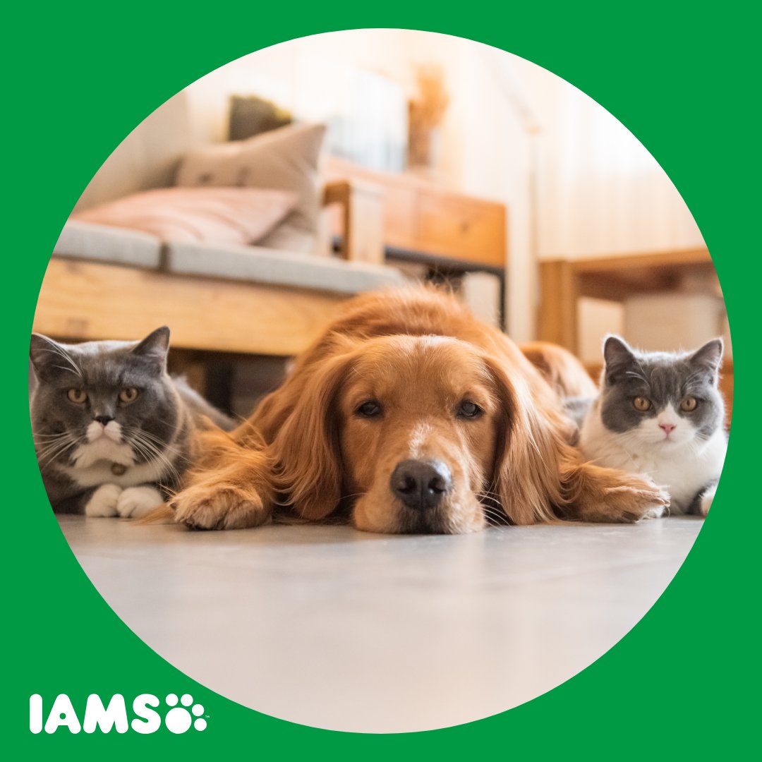 Time for our favorite game: #CaptionThis photo! 🐱🐶🐱