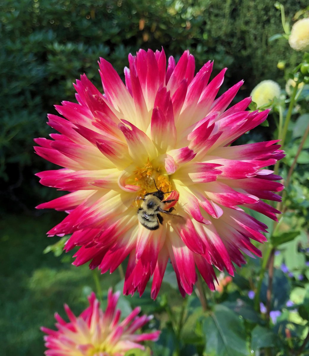 A busy bee on a beautiful flower at The Historic Gardens in Annapolis Royal. What a beautiful spot! First time visit for us. <a href="/HistoricGardens/">Historic Gardens</a>