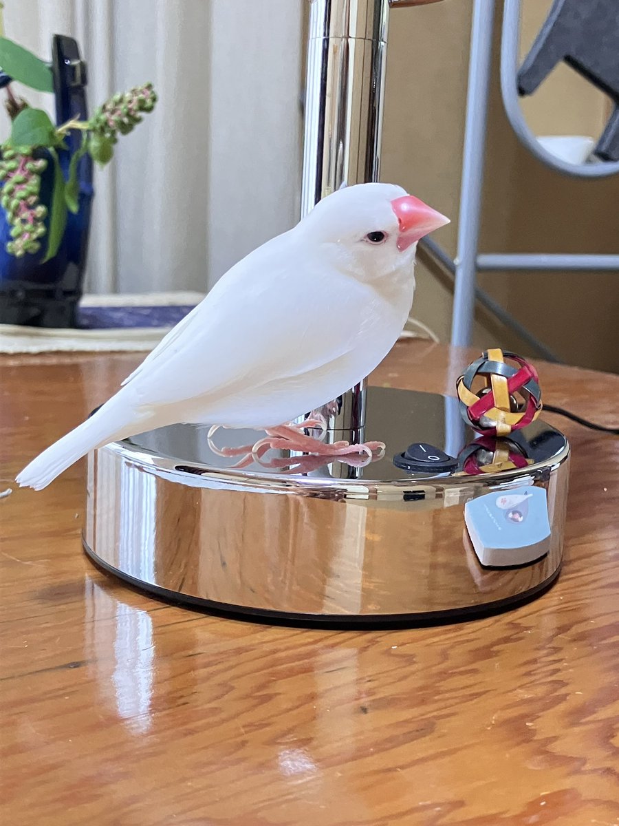 tocox's tweet photo. 2022年9月18日2130はくぶんちょうのこまりを玄関からにがしてしまいました。
東京都練馬区西部です。

何か手掛かりがありましたらどんなちいさなことでもご連絡ください。

どうかよろしくお願いたします https://t.co/8hAR3aLuDX