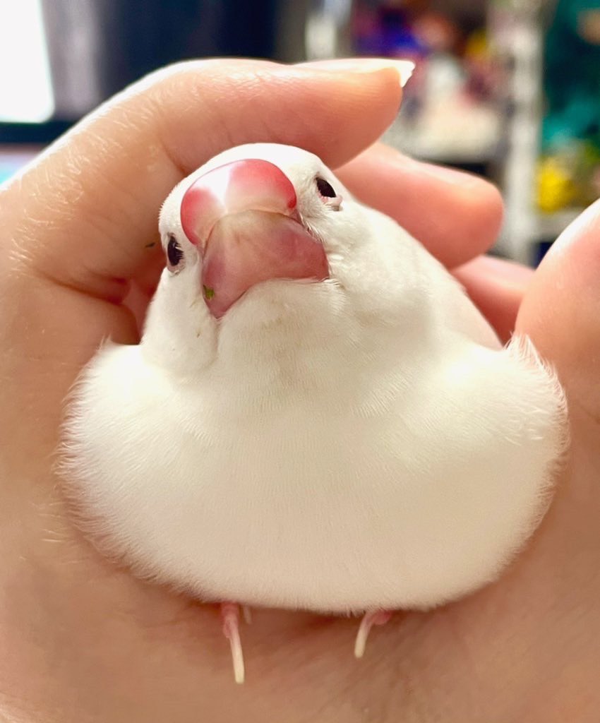 tocox's tweet photo. 2022年9月18日2130はくぶんちょうのこまりを玄関からにがしてしまいました。
東京都練馬区西部です。

何か手掛かりがありましたらどんなちいさなことでもご連絡ください。

どうかよろしくお願いたします https://t.co/8hAR3aLuDX
