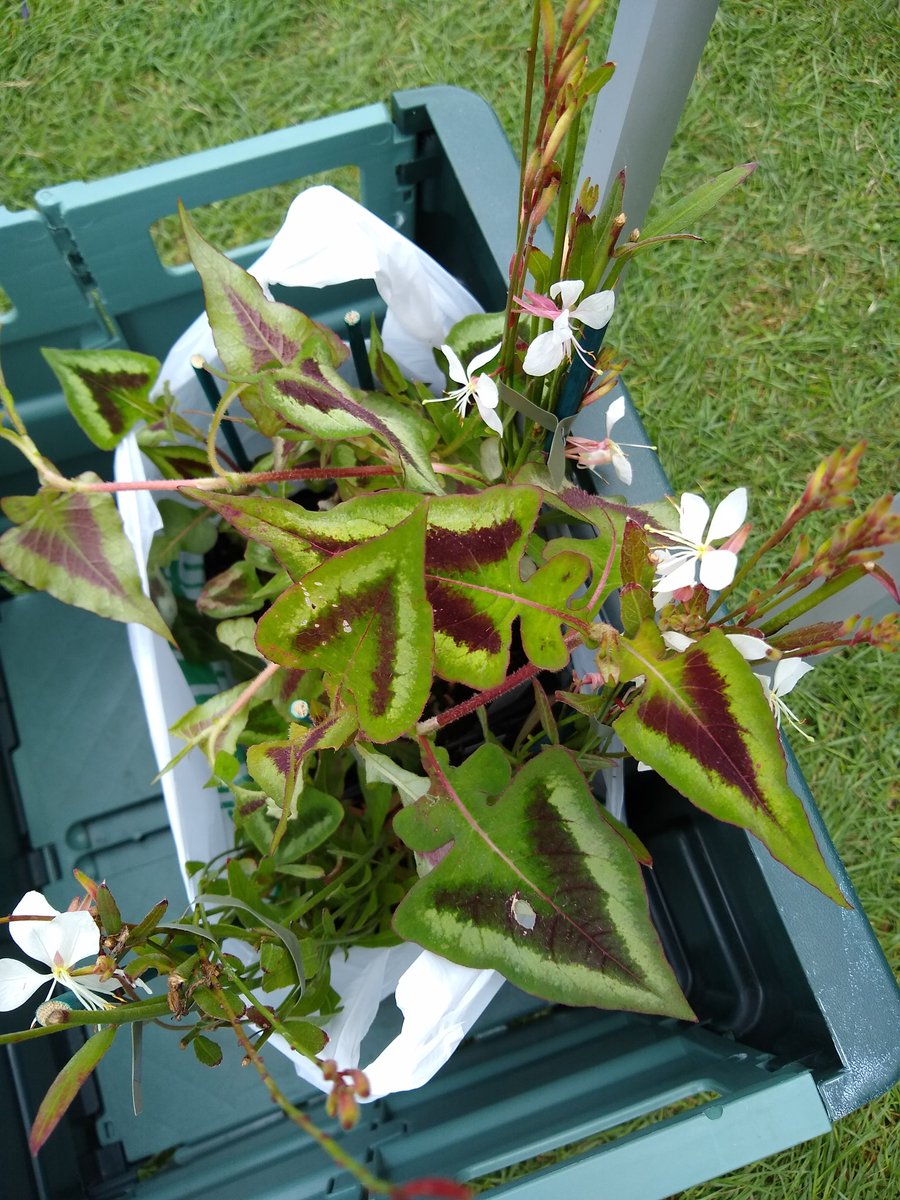 Was <a href="/HarrogateFlower/">HarrogateFlowerShow</a> show for 20 minutes and bought plants!  Had a canny haul in the end - gaura, Persicaria, anemones and of course a selection from <a href="/WWickedPlants/">Wacks Wicked Plants</a>