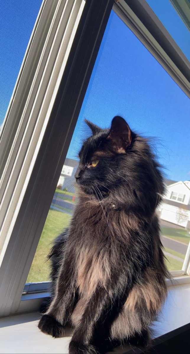 vElectricv's tweet photo. One full year with this HUGE BOY

He’s so loving and cute, and I adore him with all that I am

His youthful energy brings so much to our little home, and I wouldn’t change a thing 

Happy Gotcha Day, Richie https://t.co/zi2QNhQZ2D