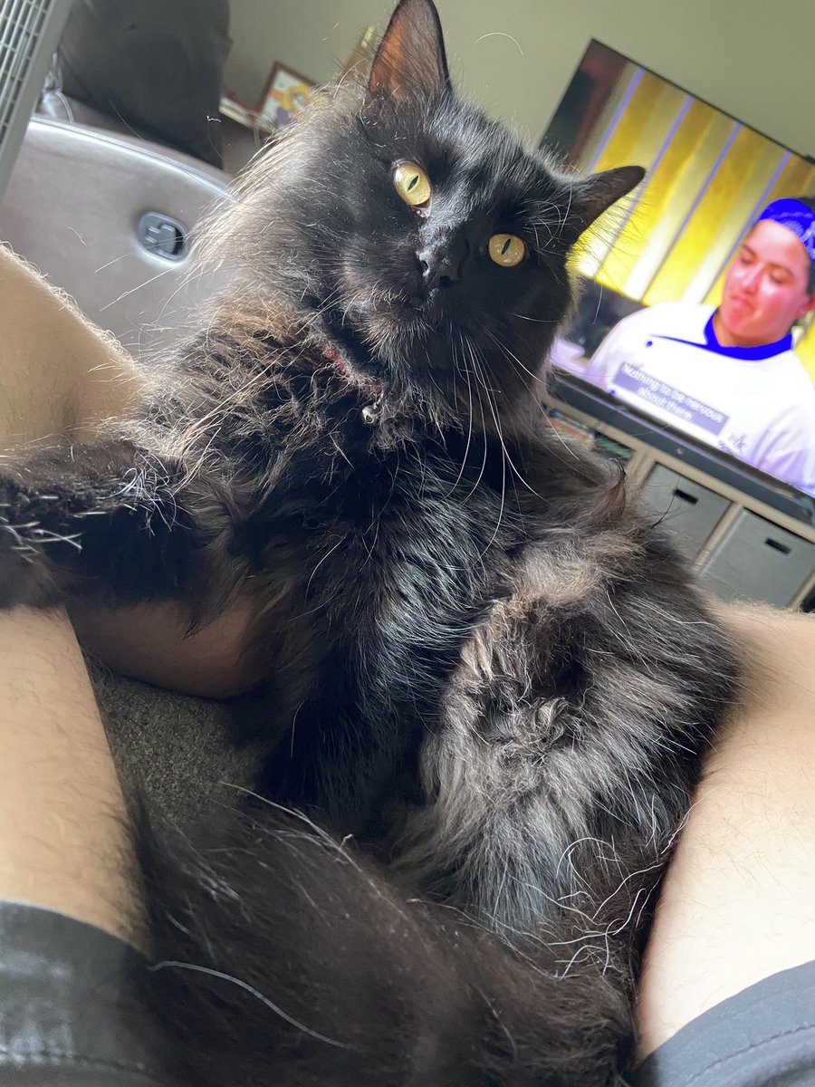 vElectricv's tweet photo. One full year with this HUGE BOY

He’s so loving and cute, and I adore him with all that I am

His youthful energy brings so much to our little home, and I wouldn’t change a thing 

Happy Gotcha Day, Richie https://t.co/zi2QNhQZ2D