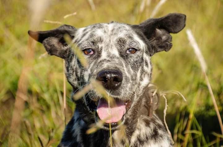 Ojote llegó siendo pequeño y flaquito.
Hoy es grande y abrazable y no deja de soñar con su moño naranja🧡
Esperamos que te hayas enamorado de él!
Para adoptarlo escribinos a adoptantesdelcampito@gmail.com 
👉🏻 adoptauncamperito.com.ar

¡Compartiendo su foto nos ayudás un montón!