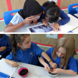ScienceVittoria's tweet photo. Welcome back to a brand new school year!

Year 3 children have been exploring rocks, soils and fossils as part of their science topic. The children looked closely at different rocks, sequenced the fossilisation process, and compared different soils. https://t.co/C6YZwf9J3U