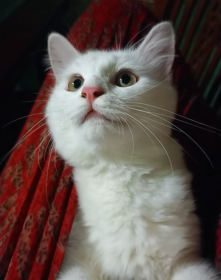 🐈 Pap anak gadis kalian dong mbabuu