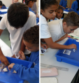 ScienceVittoria's tweet photo. Welcome back to a brand new school year!

Year 3 children have been exploring rocks, soils and fossils as part of their science topic. The children looked closely at different rocks, sequenced the fossilisation process, and compared different soils. https://t.co/C6YZwf9J3U