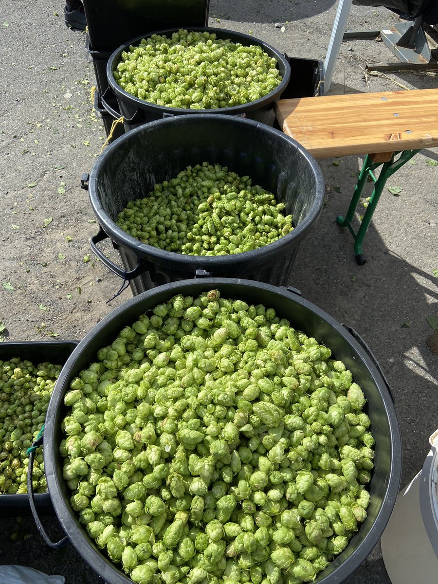 ocaremelle's tweet photo. C’est la fête du houblon à l’îlot 26 à Lomme avec nos amis de bois blancs. Récolte locale, brassage local, production et consommation locale! @rvicot @ArnaudTaisne #Rhd2 https://t.co/vYcqINGED7