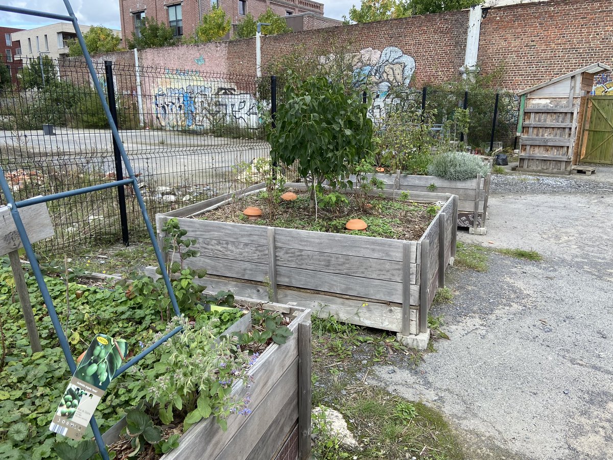 ocaremelle's tweet photo. C’est la fête du houblon à l’îlot 26 à Lomme avec nos amis de bois blancs. Récolte locale, brassage local, production et consommation locale! @rvicot @ArnaudTaisne #Rhd2 https://t.co/vYcqINGED7