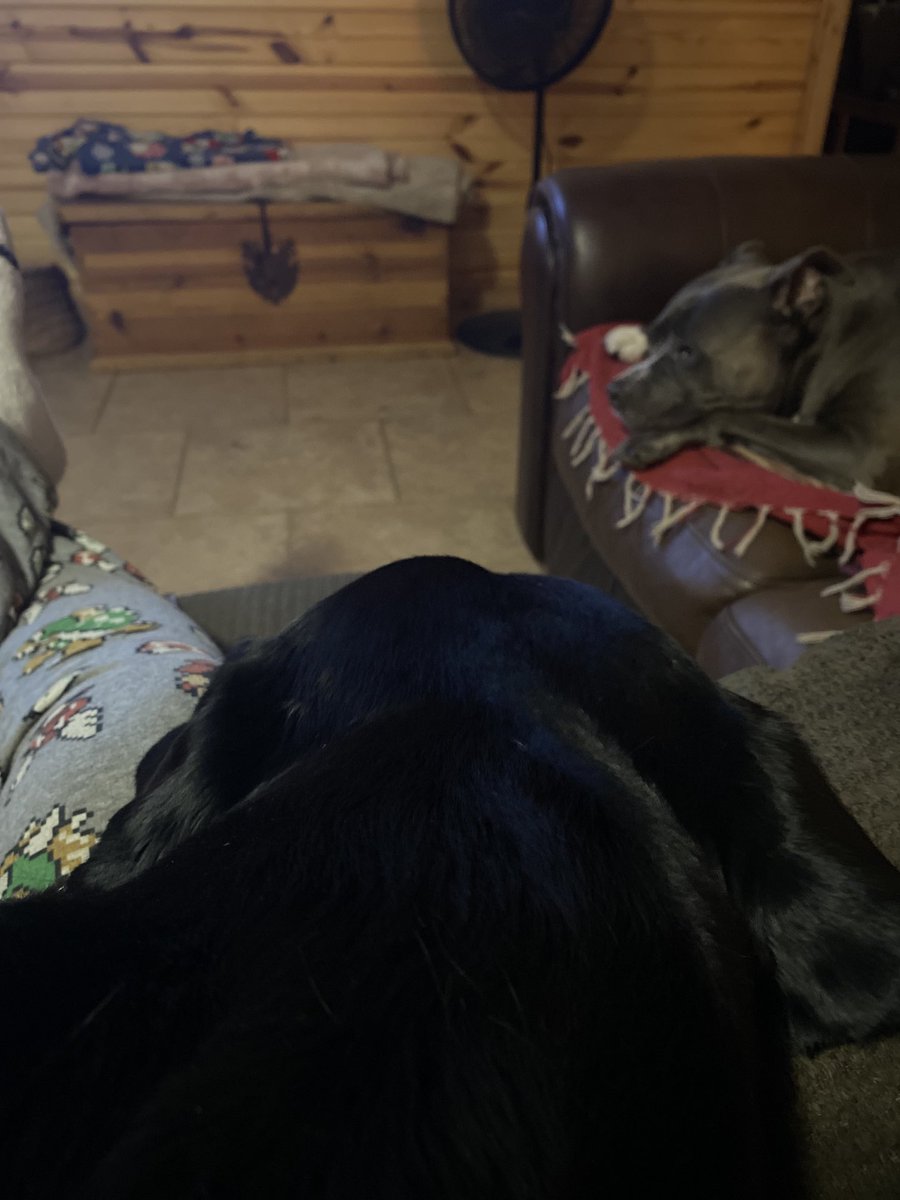 SuzieQuackers2's tweet photo. Soon as I get home #OldManDrake right up in the Spot. Hittin me right in the Feelz!!!!!! #LabradorRetriever https://t.co/YGb29uNgP4