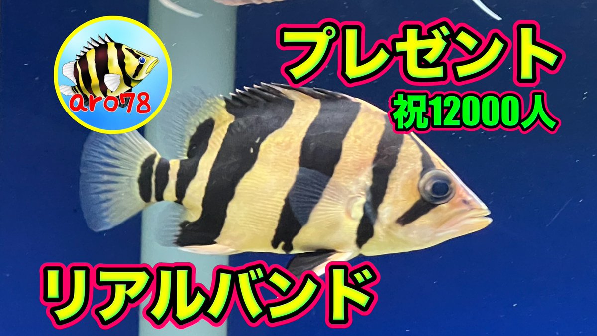 ダトニオ　リアルバンド
プレゼント　
〆切9月30日
動画の応募フォームよりお願いします！

youtu.be/Q2tFIE3I57M

抽選１名様です！

Instagram Twitter合同企画

＃ダトニオ
＃リアルバンド
＃aro78