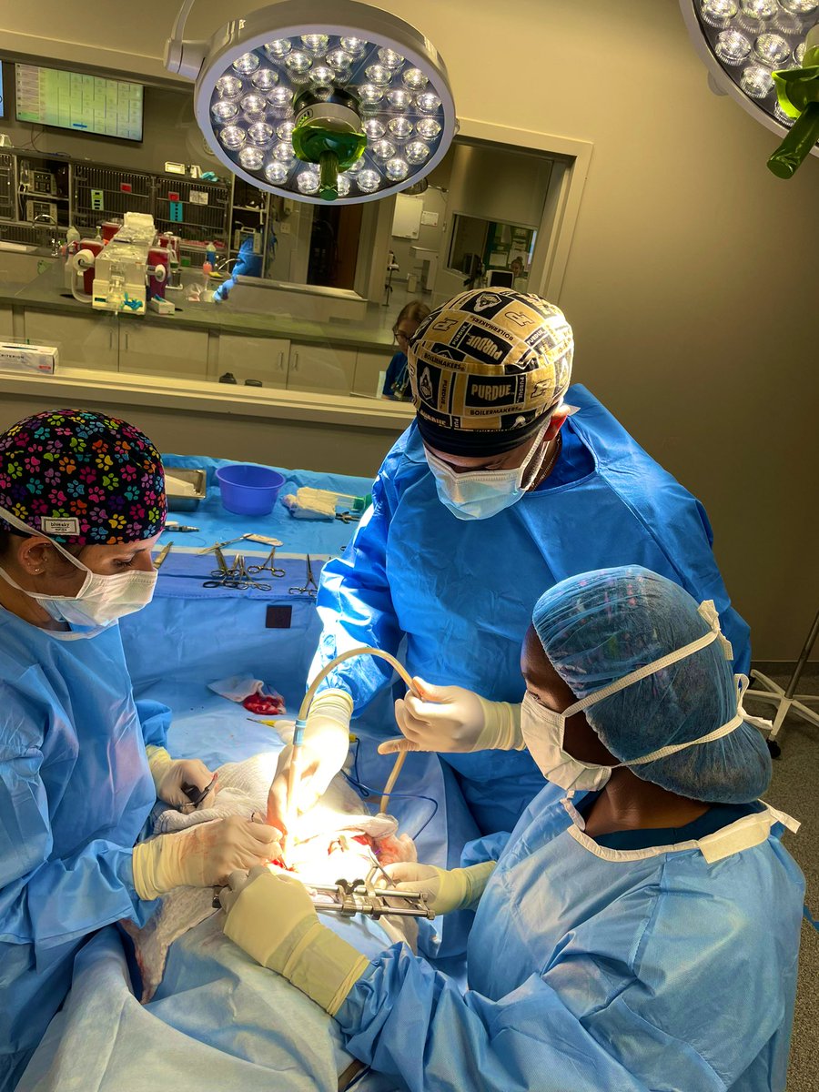 FloridaFloyd954's tweet photo. Yo! I straight up ROCKED that surgery rotation!! 😤👊🏽

- Dr. Williams 😎

#SurgeryIntern #RotatingInternship #VetMed https://t.co/v1idiQNpr0