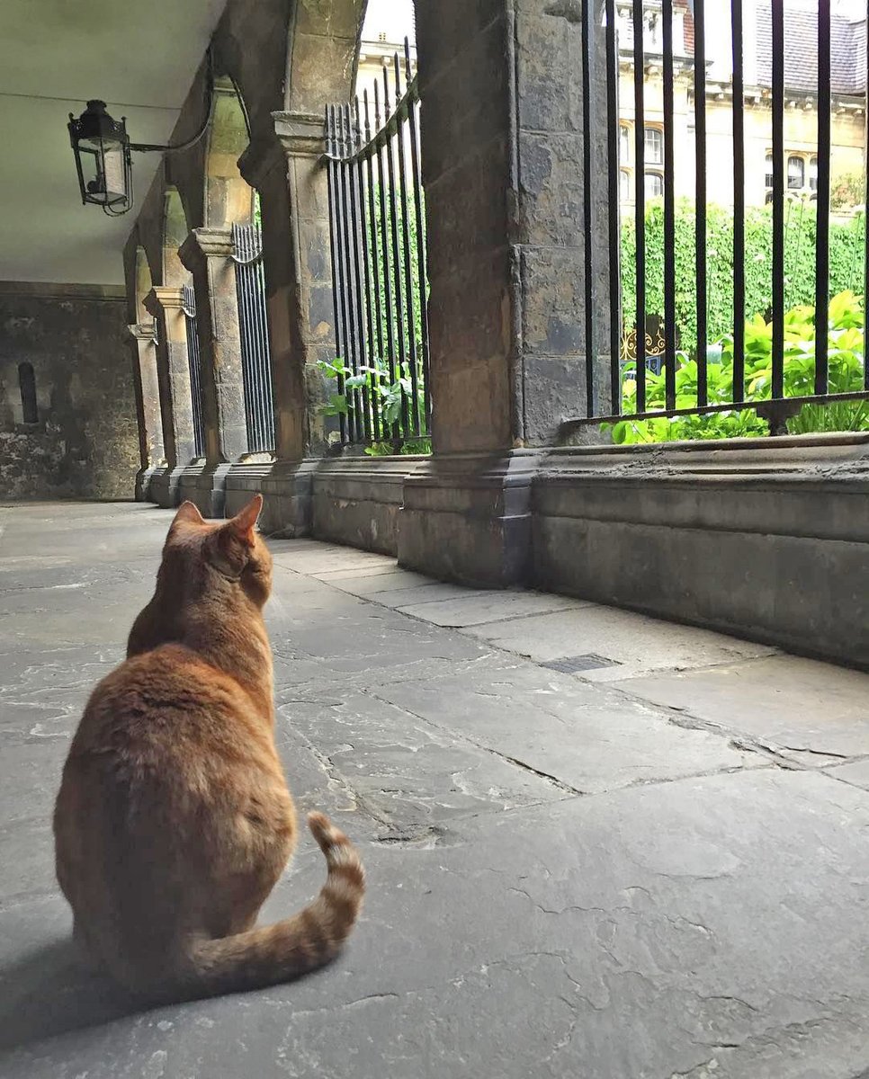 Cat at Westminster Abbey wondering what all the commotion is about.