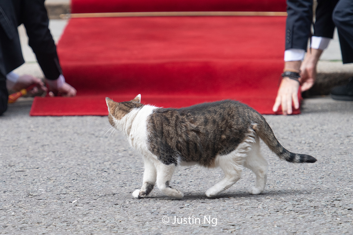 justin_ng's tweet photo. And then the red carpet came out and @Number10cat thought. well why not ? #Poser https://t.co/kUPD8pSVow