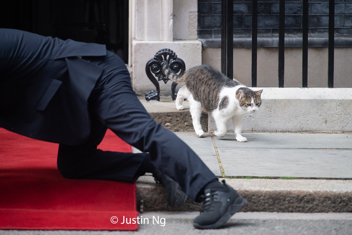 justin_ng's tweet photo. And then the red carpet came out and @Number10cat thought. well why not ? #Poser https://t.co/kUPD8pSVow