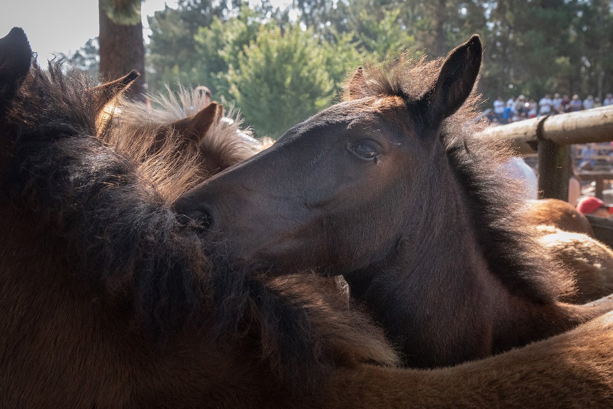 AnimalsView_AV's tweet photo. Antes de empezar la “Rapa das Bestas”, los potros son separados del grupo. Algunos de ellos volverán al monte junto a los demás, pero otros serán vendidos y muchos llevados al matadero.
📸: Eira Do Val
#Noalespecismo #explotacionanimal #animalsview https://t.co/WaLEt60YOB