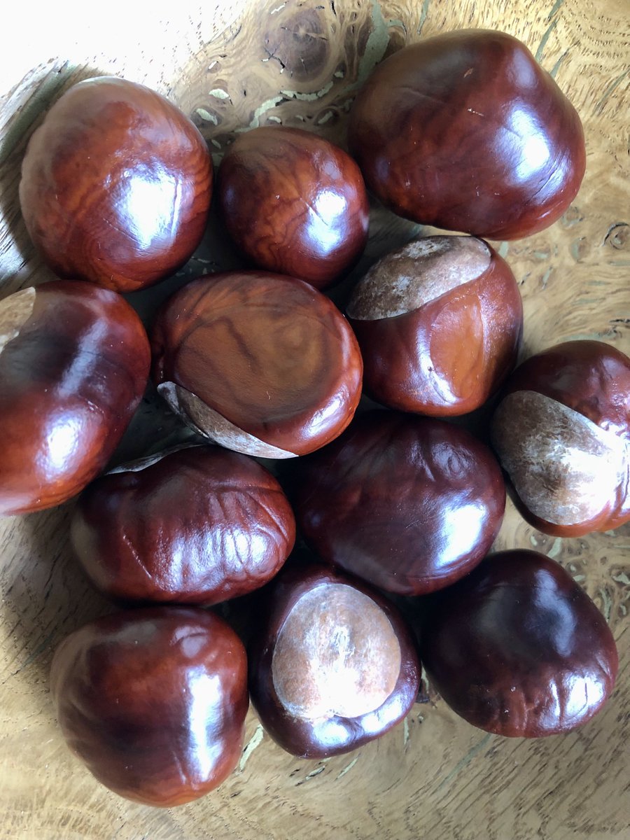 Freshly gathered for us - a new supply of spider deterrents. We hope.