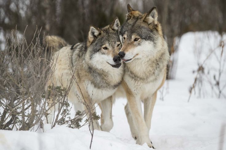 wolfrescues22's tweet photo. #wolf #wolfsave #wolfcenter https://t.co/k73uO5m06G