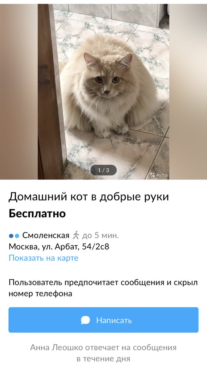 yajrumujlo's tweet photo. Предложка на авито беспощадна, я туда не плакать захожу(

Может, кому нужен красивый пушистый кот Малыш шести лет от роду?( Москва https://t.co/Zst4TOmSml