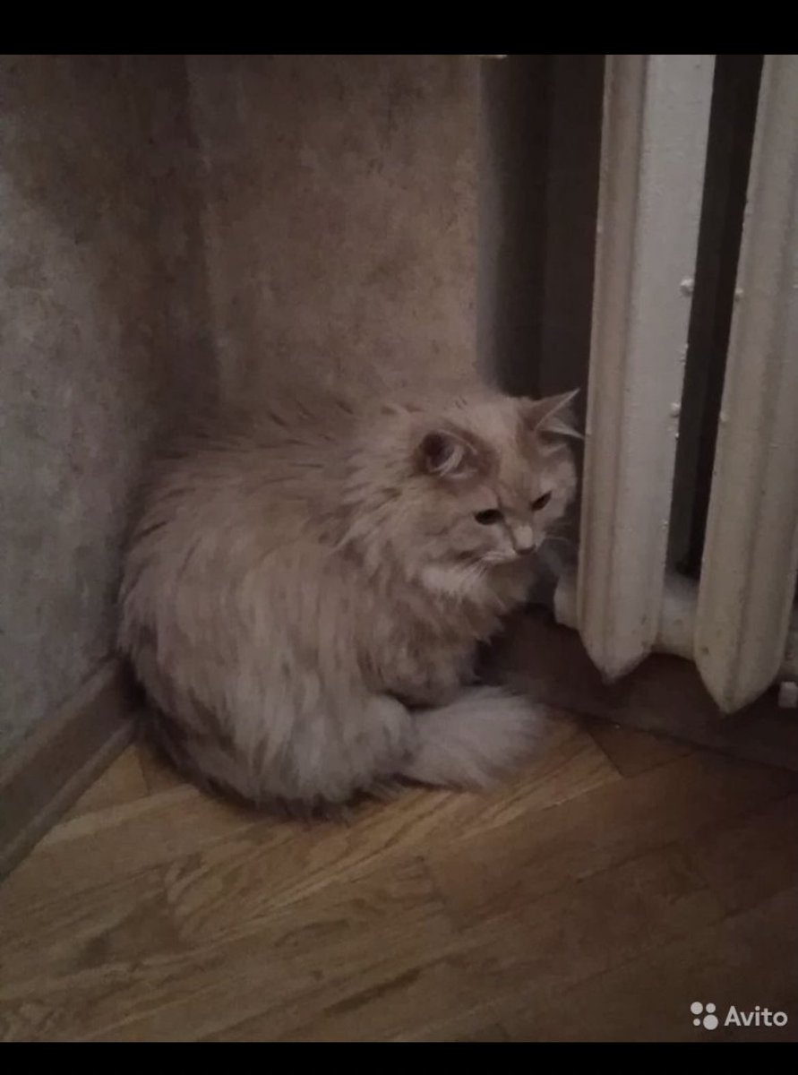 yajrumujlo's tweet photo. Предложка на авито беспощадна, я туда не плакать захожу(

Может, кому нужен красивый пушистый кот Малыш шести лет от роду?( Москва https://t.co/Zst4TOmSml