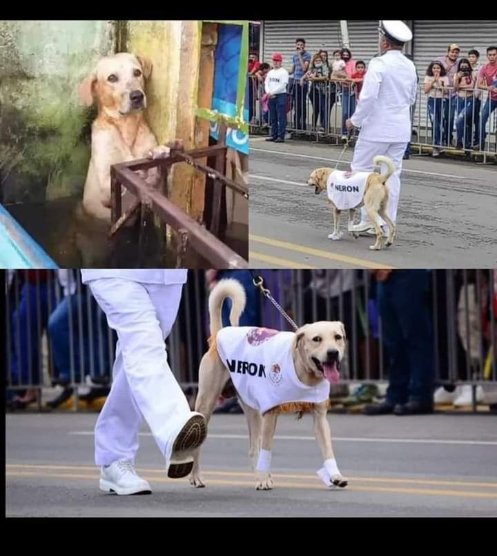 mascotamx's tweet photo. El pasado 16 de septiembre desfiló 'Nerón' el perrito rescatado en las inundaciones en Villahermosa del 2020 y adoptado por la Marina Armada de México 🥺🥺❤️🐶 #FelizDomingo https://t.co/50d7g1G9Tv