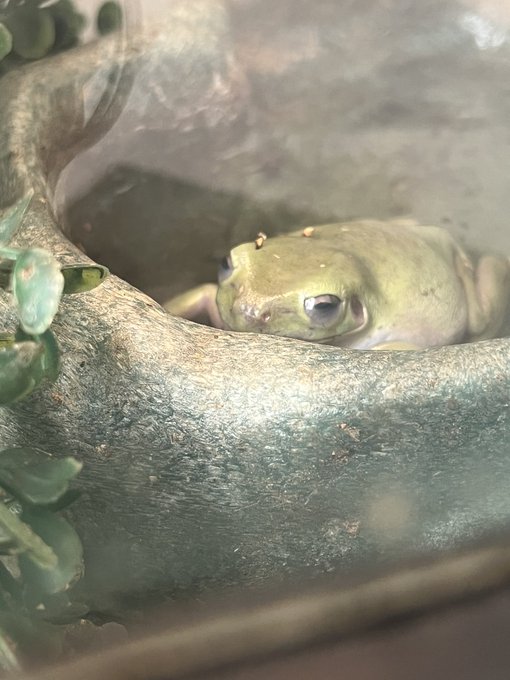 Rodger ribbit says good morning https://t.co/hcjFdsBWRU