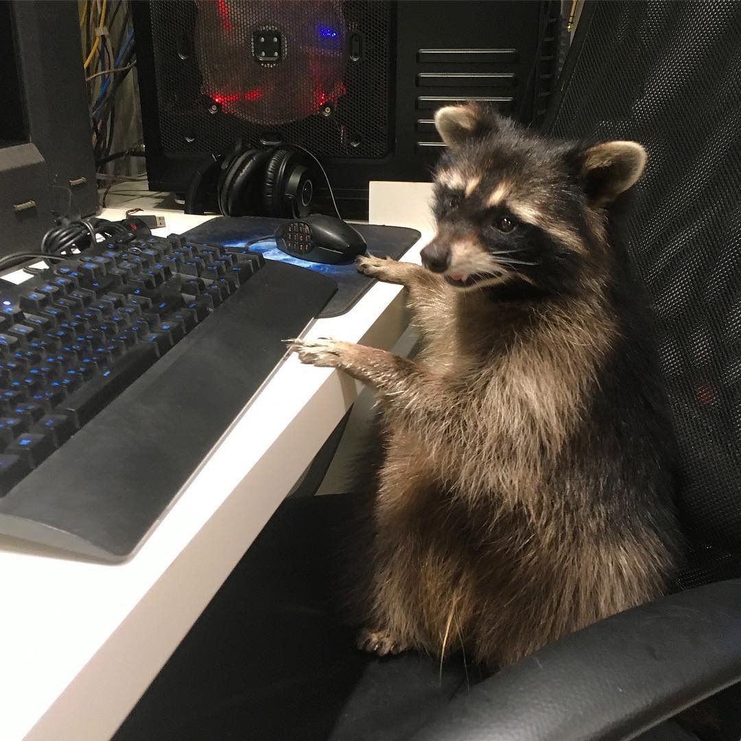 raccoonhourly's tweet photo. https://t.co/Qalshr89Ga