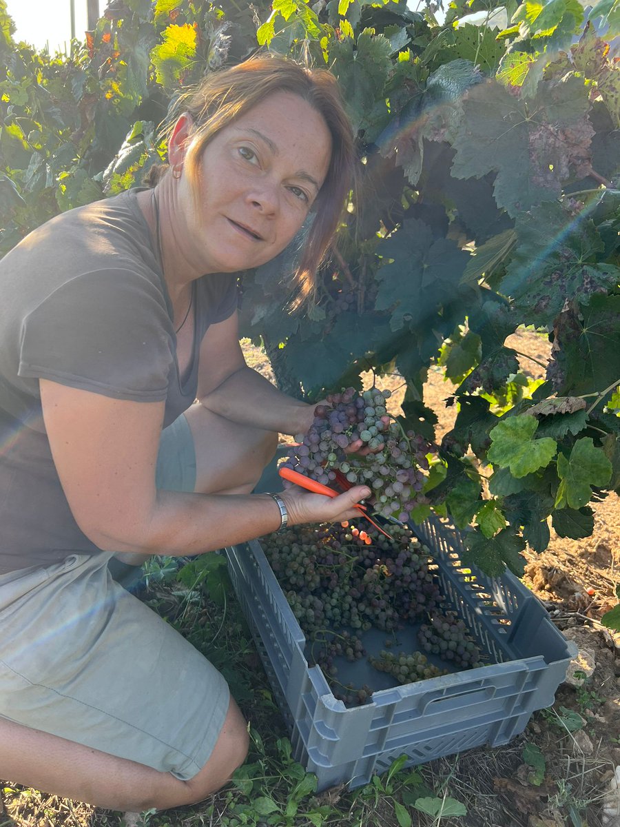 juditsogassanch's tweet photo. 🤠 La verema comença a la vinya de #RubiodeSols a #Foradada ! què bé tocar un #Raim tant preciat 🤠🍇🥂🥂 #vi #xarello #vermell #xarel #xarelvermell #wine #catwine #aravicat #catwine #enologa #winemaker #oenologist #viticultora @enolegs @DonesMonRural @ApLleida @serradelmontsec https://t.co/dJDQ68BwSm