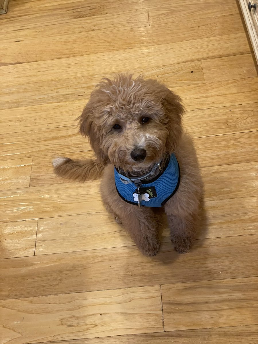 Semicondogter's tweet photo. I can haz cheezburger? https://t.co/bk7GdryTC3