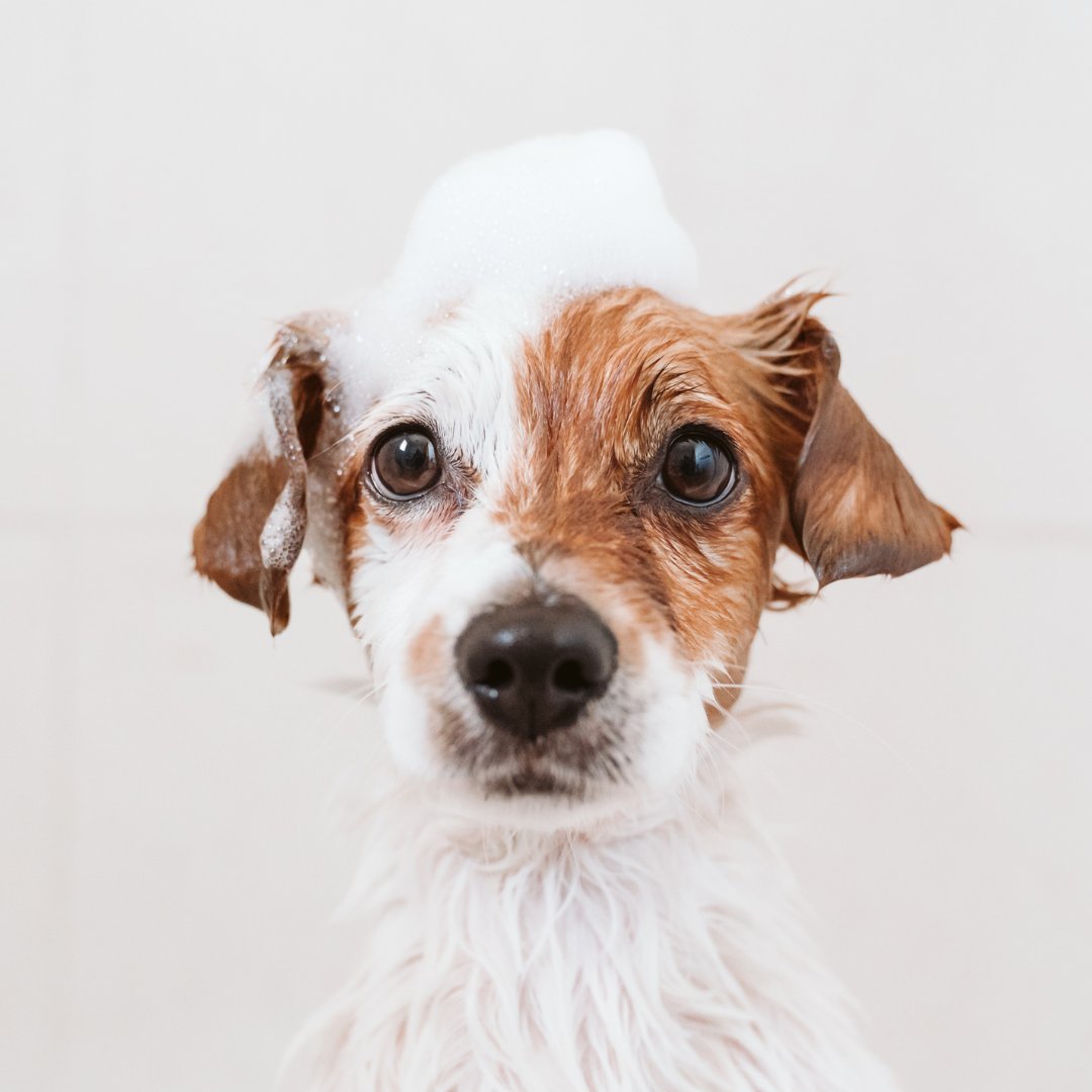 warriorwash1's tweet photo. Keep your #FurBaby happy and your home clean by bringing them here for a wash. We have everything you need!

#DogWash #CleanPup #SWVA https://t.co/oan233Io1b
