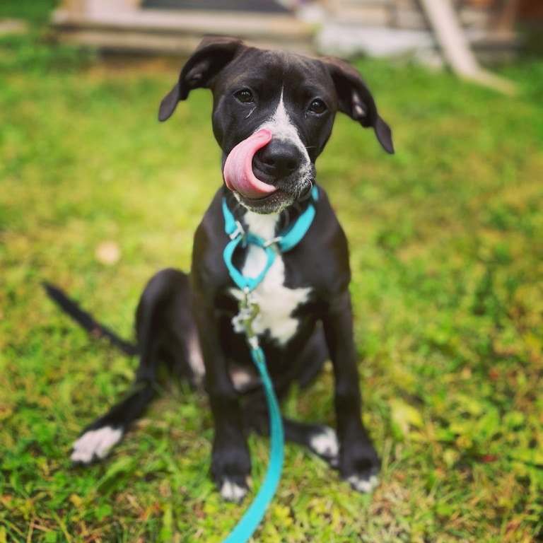 anneandarthur's tweet photo. C'est toute une langue ça madame! Le chiot derrière la langue c'est River, qui a été sauvée avec sa maman ainsi que ses 11 frères et sœurs. / How long is that tongue, seriously!? The puppy behind the licker is River, who was rescued with her mom and 11 sibblings. 🐶 #rescue #pup https://t.co/XgGkp5UoV2