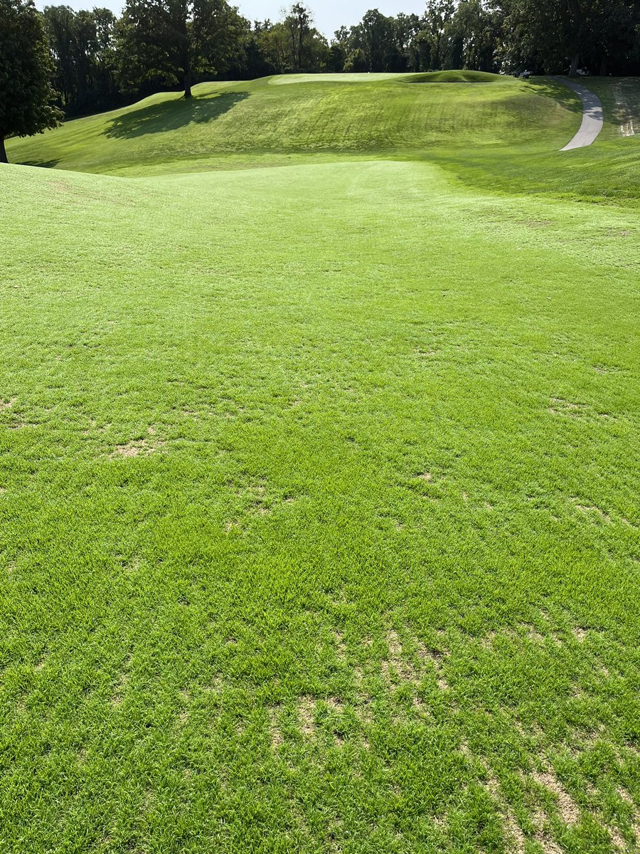 Jerek_Salto's tweet photo. Project done and dusted, 007XL fairways filling in, open for member play! Couldn’t achieve this in a month without our team! Now off to volunteer for the week for @PresidentsCup at the old stomping ground👍🏼🏆🇺🇸 https://t.co/RkEAgsCBMa