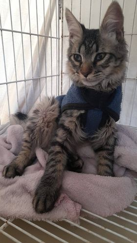 Fundación De Gatitos tweet media