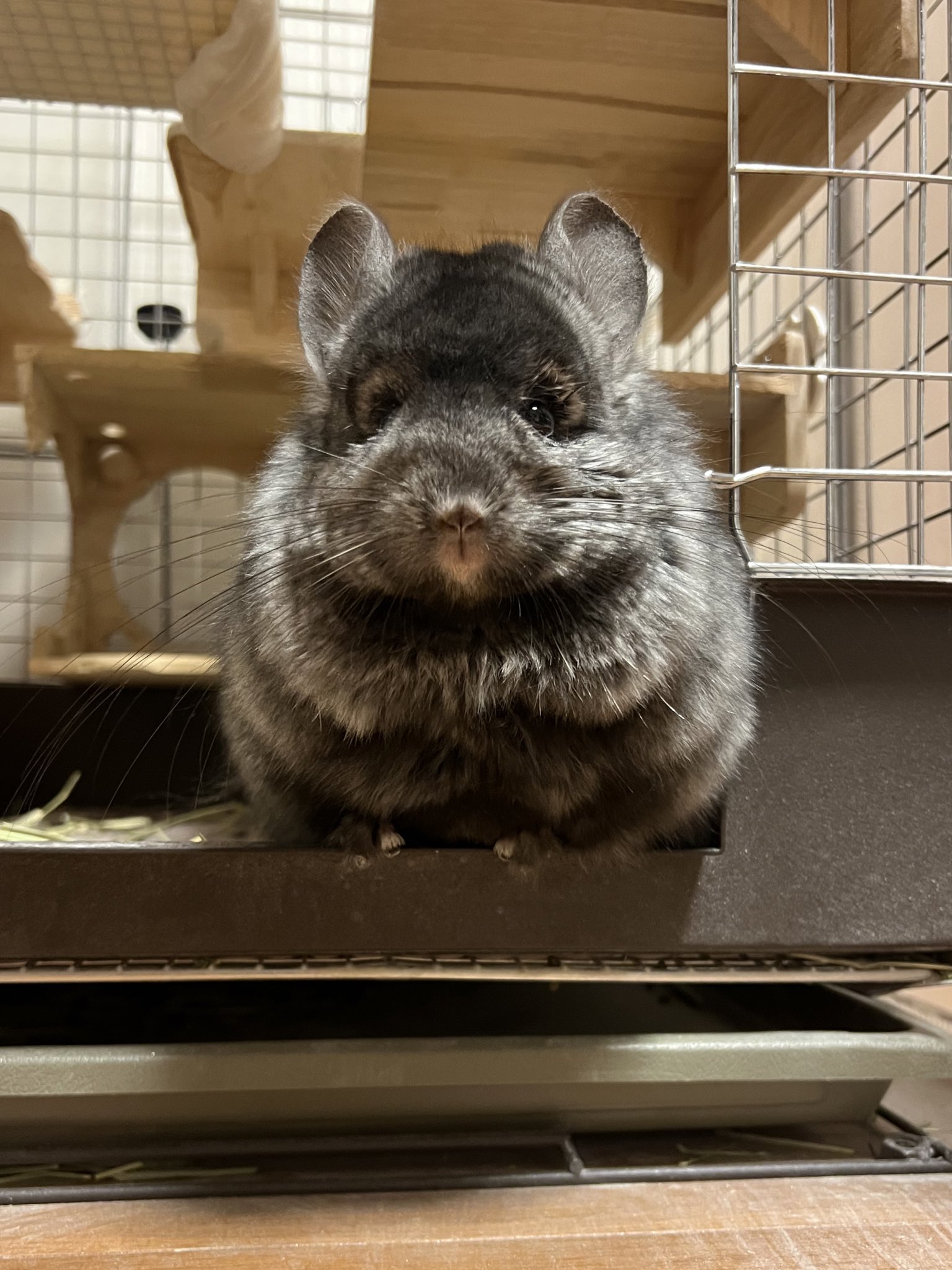 ぐれたろ(っ'ω')╮三💸 🐭⛩🐰 on Twitter ぐれたろ(っ'ω')╮三💸 🐭⛩🐰 on Twitter
