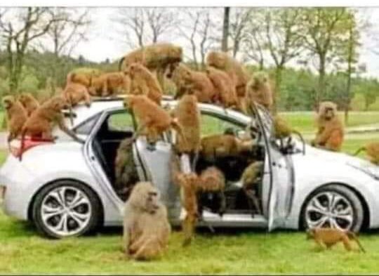 VMerinyang's tweet photo. After chasing the owner of the car away, the monkeys failed to move the car an inch and started giving excuses that the owner of the car destroyed the engine before fleeing
This post isn't about Monkeys https://t.co/yVVRKt7kwE