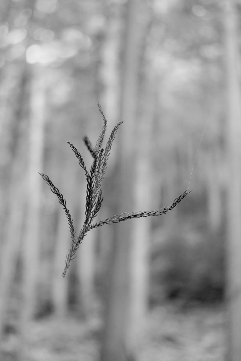 SilAzevedo's tweet photo. Beyond the ten thousand gates of Fushimi Inari I found this twig floating in the air in the bamboo forest. Looking closely one can see the spider webs that hold it. The simplicity of the scene makes me wish to walk lightly as I journey this Earth. 

DM for Limited edition prints. https://t.co/M3tNnlBTH7