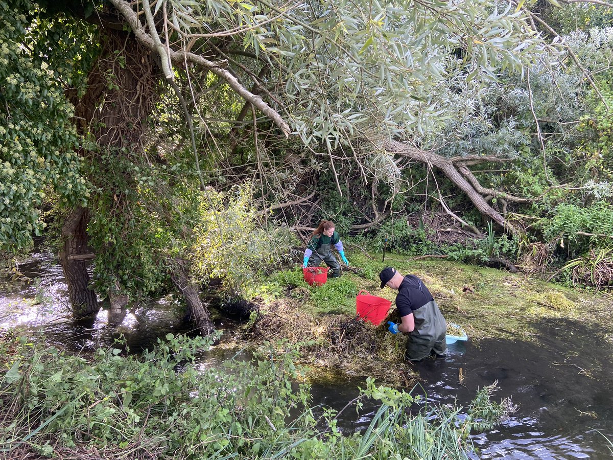 RiverHiz's tweet photo. Volunteers have been removing litter on the #riverhiz today. A fallen tree has lead to the formation of some lovely marginal habitat, but the dam effect means it’s also a hotspot for all the rubbish from #hitchin and #ickleford, 15 tennis balls &amp; 5 lighters included! #chalkstream https://t.co/8tShd2VzmR